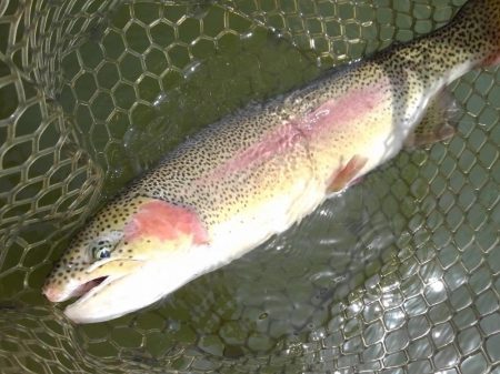 大安トラウトレイク 釣果